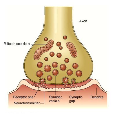 I10-40-synapse.jpg